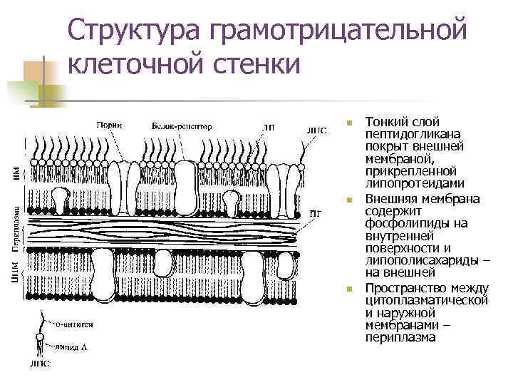 Схема строения клеточной стенки грамположительных и грамотрицательных бактерий