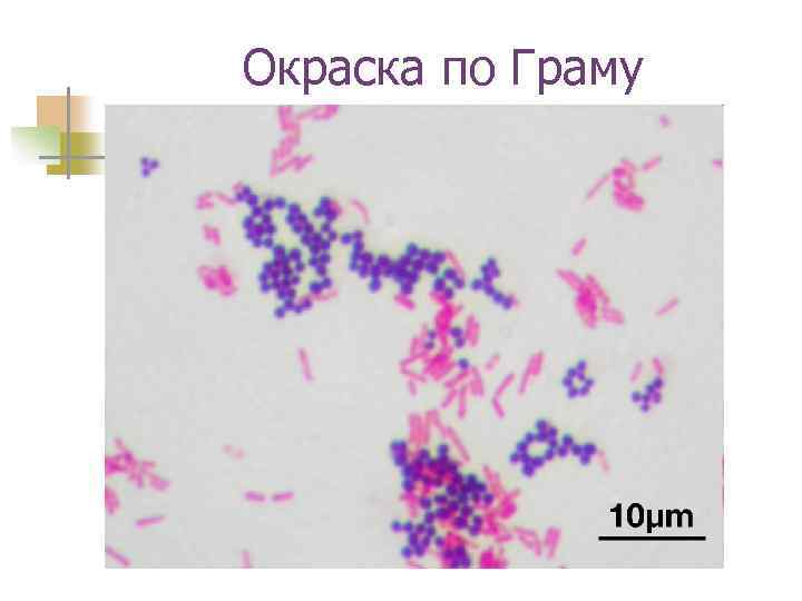 Окраска по Граму 