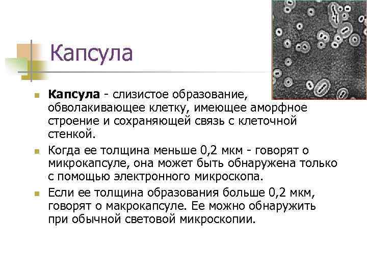 Капсула n n n Капсула - слизистое образование, обволакивающее клетку, имеющее аморфное строение и