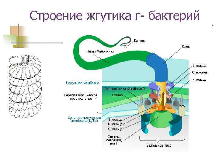 Жгутиковая бактерия фото