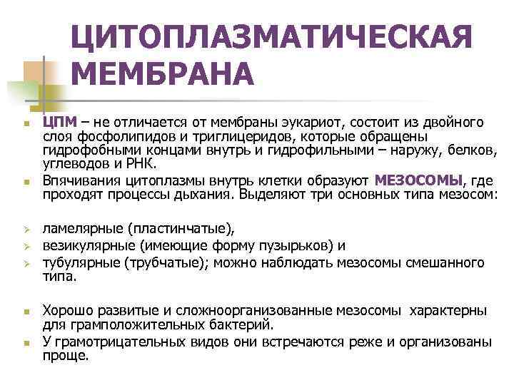 ЦИТОПЛАЗМАТИЧЕСКАЯ МЕМБРАНА n n Ø Ø Ø n n ЦПМ – не отличается от