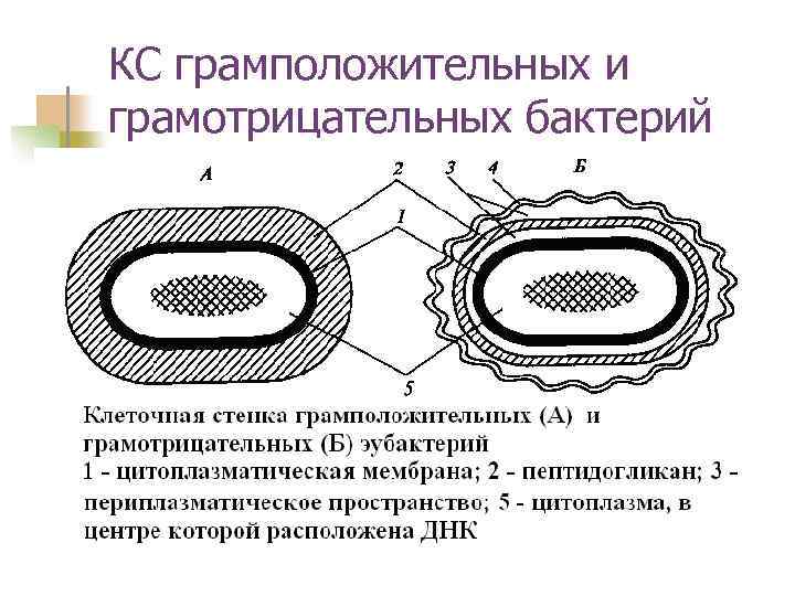 Определите черты сходства и различия бактериальной клетки с общим планом строения клетки