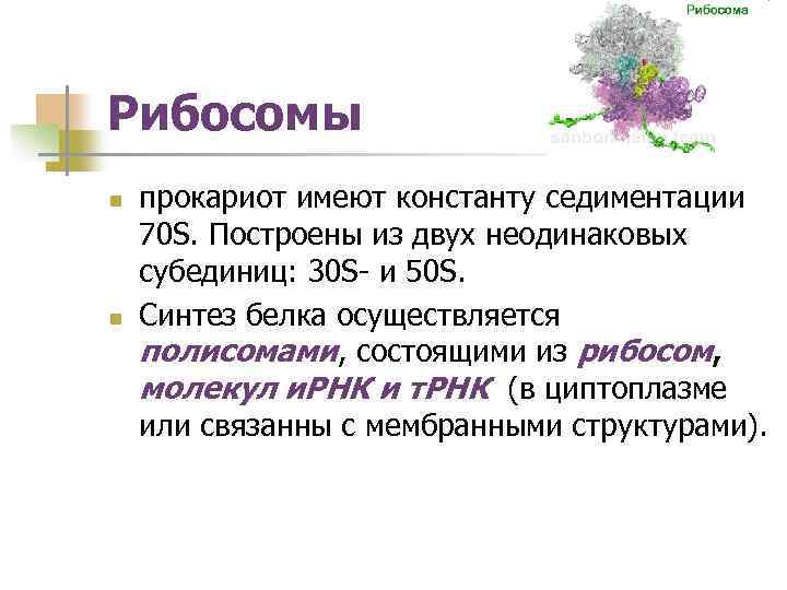 Рибосомы n n прокариот имеют константу седиментации 70 S. Построены из двух неодинаковых субединиц: