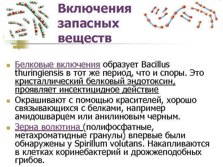 Вещество бактерии. Включения микроорганизмов. Включения бактерий микробиология. Включения в клетках бактерий.