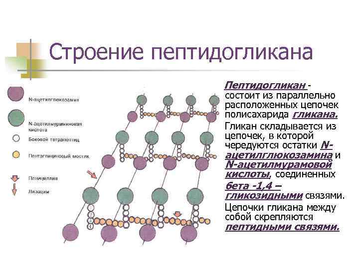 Пептидогликан бактерий. Структура пептидогликана грамположительных бактерий. Строение пептидогликана у грамположительных бактерий. Структура клеточной стенки пептидогликана. Строение пептидогликана клеточной стенки.