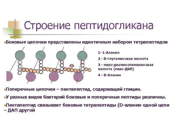 Строение пептидогликана n. Боковые цепочки представлены идентичным набором тетрапептидов 1 - L-Аланин 2 -