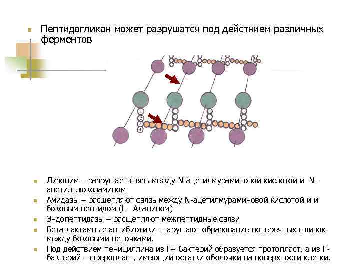 Пептидогликан бактерий. Пептидогликан функции и строение. Пептидогликан клеточной стенки. Строение пептидогликана. Пептидогликан строение.