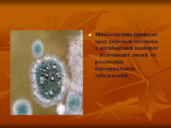 n Микотоксины приносят вред здоровью человека, а антибиотики наоборот – излечивают людей от различных