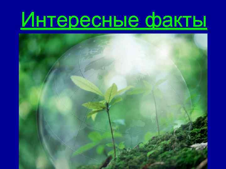 Интересные факты 