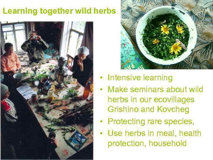 Learning together wild herbs • Intensive learning • Make seminars about wild herbs in