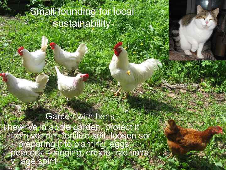 Small founding for local sustainability Garden with hens They live in apple garden, protect