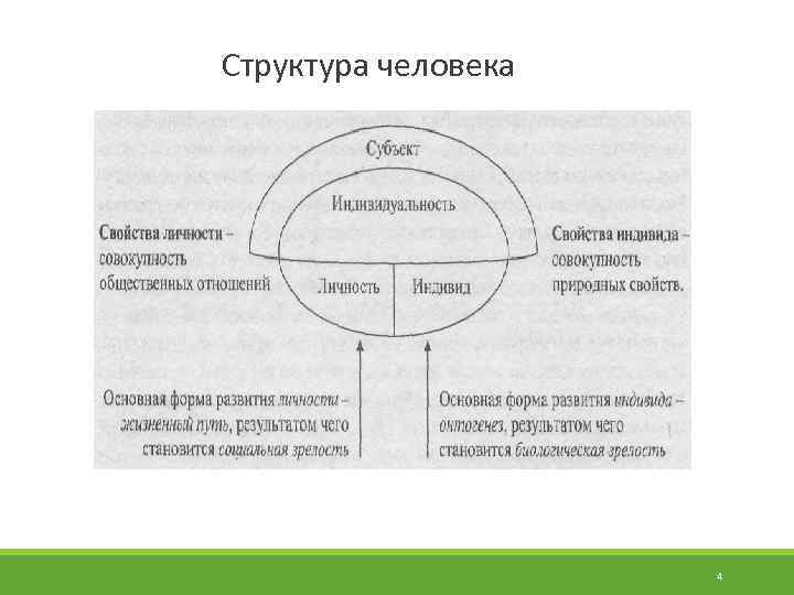 Структура человека 4 