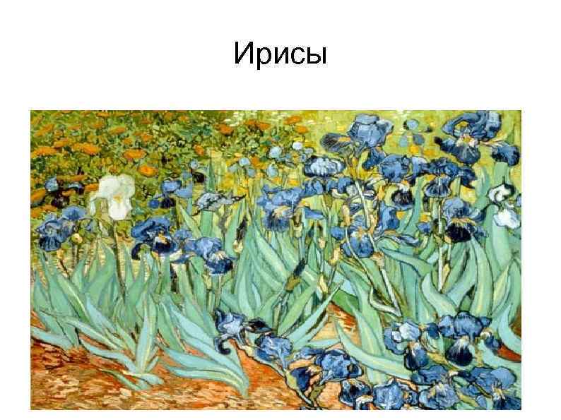 Ирисы 