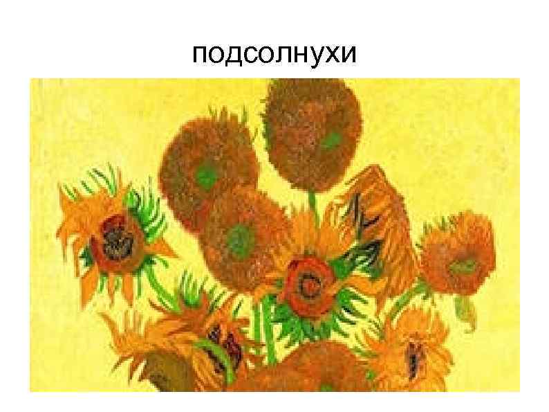 подсолнухи 