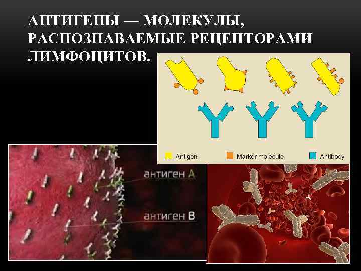 АНТИГЕНЫ — МОЛЕКУЛЫ, РАСПОЗНАВАЕМЫЕ РЕЦЕПТОРАМИ ЛИМФОЦИТОВ. 