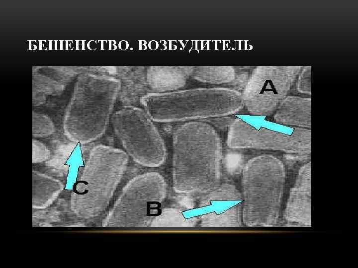 БЕШЕНСТВО. ВОЗБУДИТЕЛЬ 