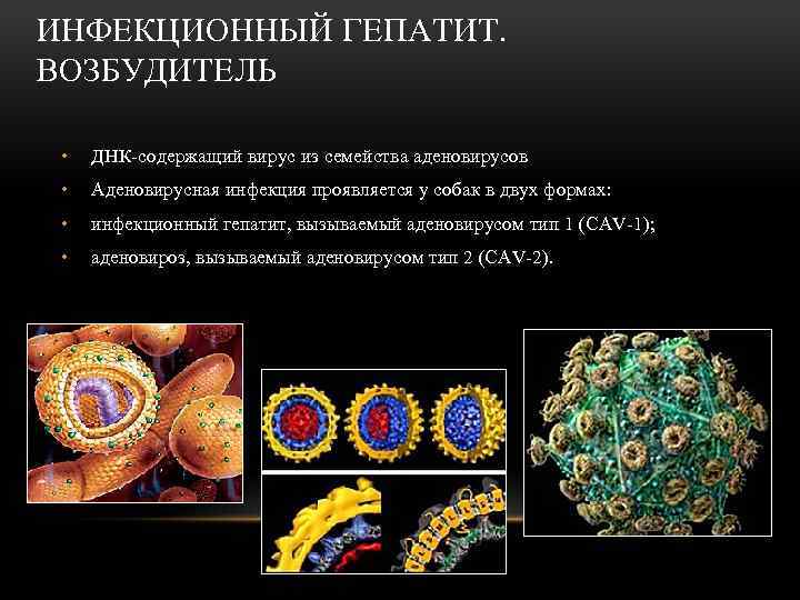 ИНФЕКЦИОННЫЙ ГЕПАТИТ. ВОЗБУДИТЕЛЬ • ДНК-содержащий вирус из семейства аденовирусов • Аденовирусная инфекция проявляется у