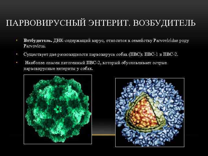 ПАРВОВИРУСНЫЙ ЭНТЕРИТ. ВОЗБУДИТЕЛЬ • Возбудитель. ДНК-содержащий вирус, относится к семейству Parvoviridae роду Parvovirus. •