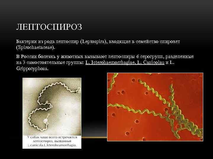 ЛЕПТОСПИРОЗ Бактерии из рода лептоспир (Leptospira), входящие в семейство спирохет (Spirochaetaceae). В России болезнь