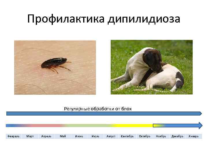 Профилактика дипилидиоза Регулярные обработки от блох Февраль Март Апрель Май Июнь Июль Август Сентябрь