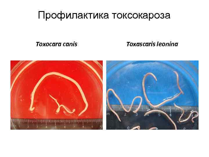 Профилактика токсокароза Toxocara canis Toxascaris leonina 