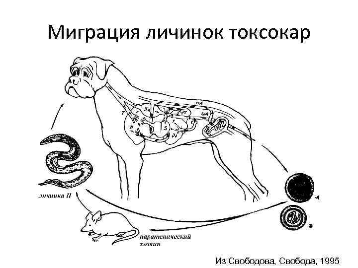 Миграция личинок токсокар Из Свободова, Свобода, 1995 