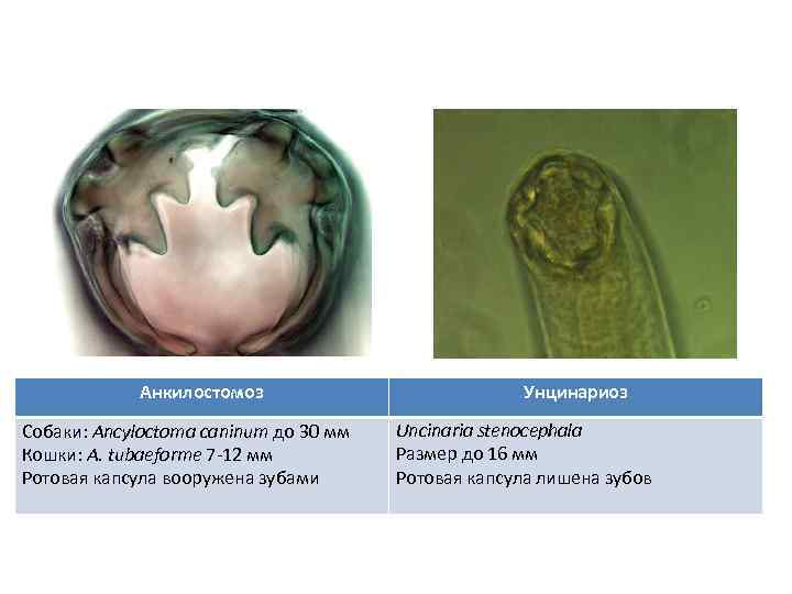 Анкилостомоз Собаки: Ancyloctoma caninum до 30 мм Кошки: A. tubaeforme 7 -12 мм Ротовая