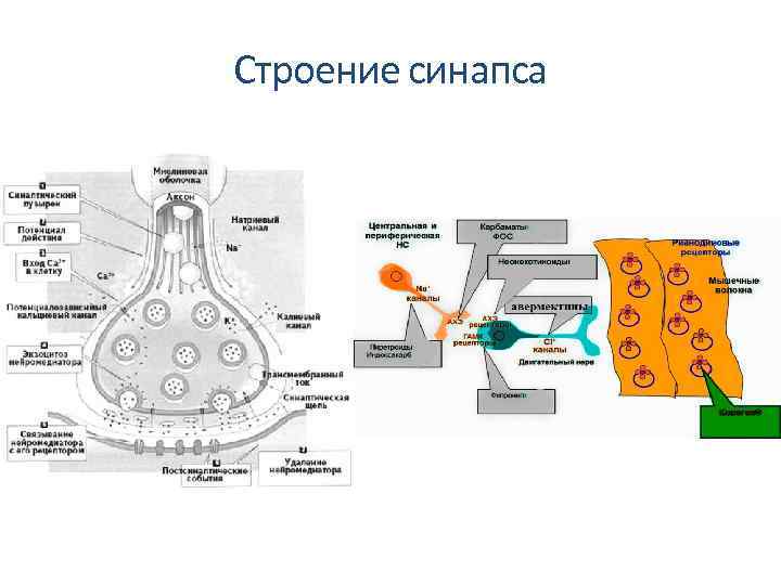 Строение синапса 