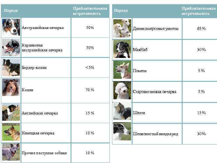 Приблизительная встречаемость Порода Австралийская овчарка 50% Длинношерстные уипеты 65 % Карликовая австралийская овчарка 50%