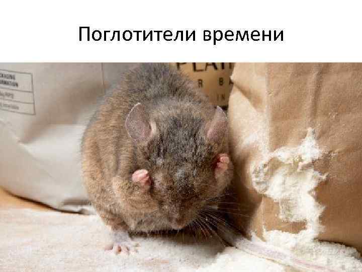 Поглотители времени 