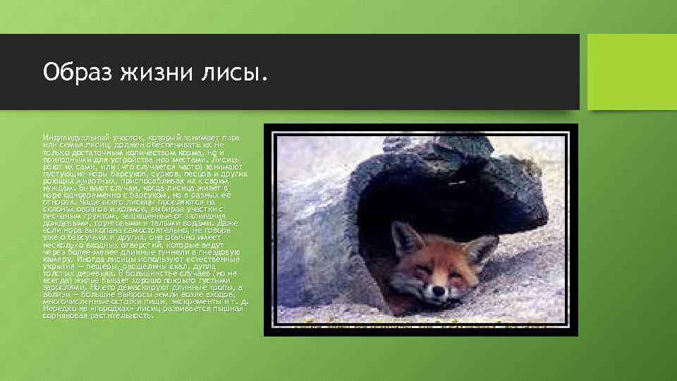 Fox ответы. Образ жизни лисицы. Лиса Продолжительность жизни. Продолжительность жизни лисы в природе. Продолжительность жизни лисицы обыкновенной.