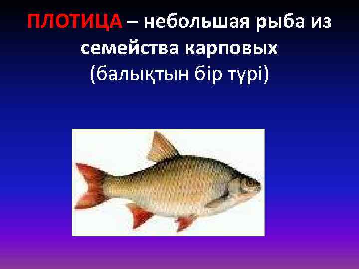 ПЛОТИЦА – небольшая рыба из семейства карповых (балықтын бір түрі) 