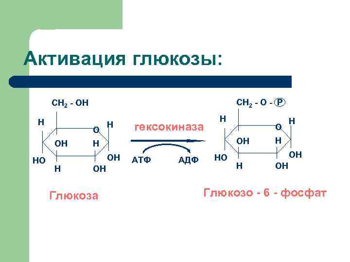 Активация глюкозы: CH 2 - O - P CH 2 - OH H O