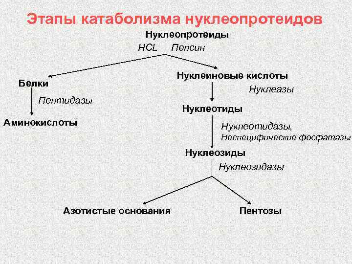 Этапы катаболизма нуклеопротеидов Нуклеопротеиды HCL Пепсин Нуклеиновые кислоты Нуклеазы Белки Пептидазы Аминокислоты Нуклеотидазы, Неспецифические