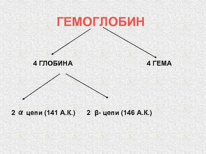 ГЕМОГЛОБИН 4 ГЛОБИНА 2 α цепи (141 А. К. ) 4 ГЕМА 2 β-