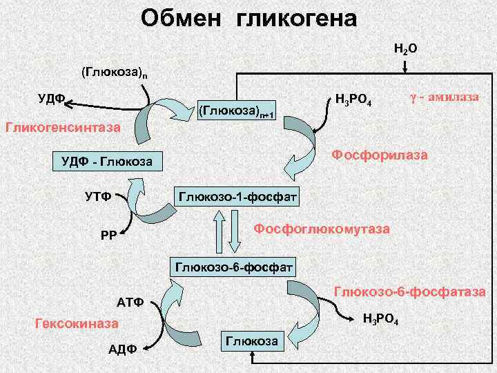 Обмен гликогена H 2 O (Глюкоза)n УДФ Гликогенсинтаза (Глюкоза)n+1 γ - амилаза Фосфорилаза УДФ