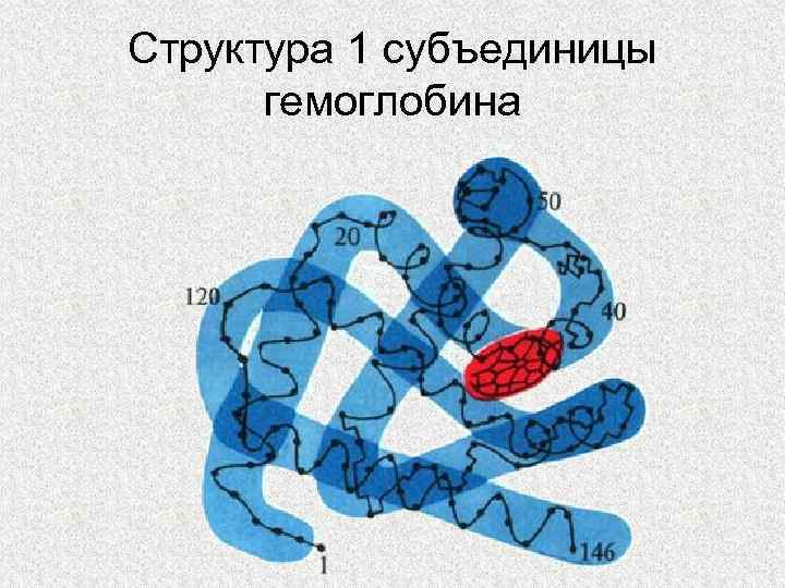 Структура 1 субъединицы гемоглобина 
