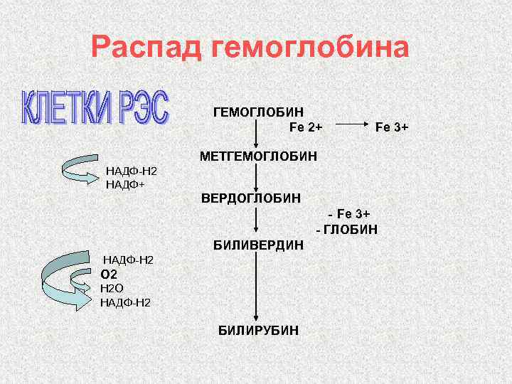 Распад гемоглобина ГЕМОГЛОБИН Fe 2+ Fe 3+ МЕТГЕМОГЛОБИН НАДФ-Н 2 НАДФ+ ВЕРДОГЛОБИН - Fe