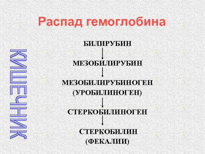 Распад гемоглобина БИЛИРУБИН МЕЗОБИЛИРУБИНОГЕН (УРОБИЛИНОГЕН) СТЕРКОБИЛИНОГЕН СТЕРКОБИЛИН (ФЕКАЛИИ) 