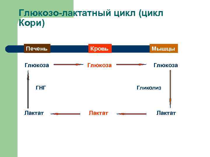 Глюкозо-лактатный цикл (цикл Кори) Печень Кровь Глюкоза ГНГ Лактат Мышцы Глюкоза Гликолиз Лактат 