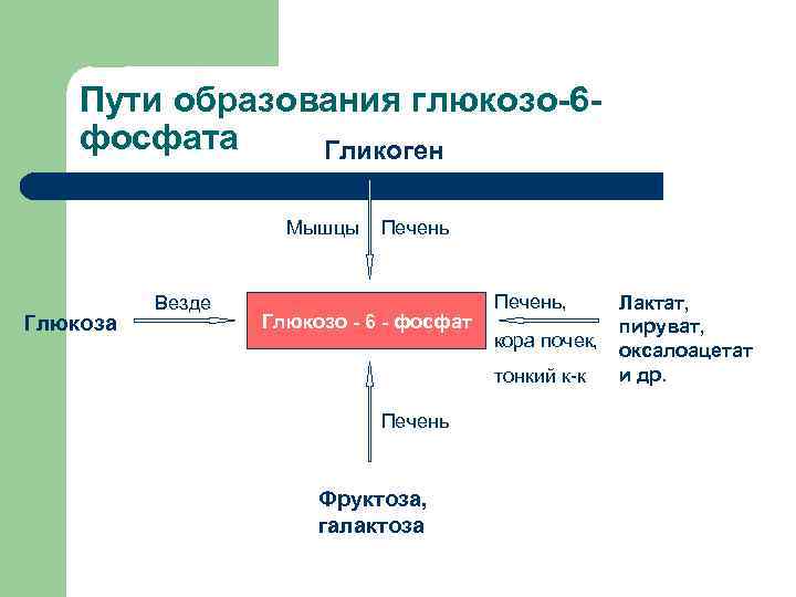 Пути образования. Пути образования и использования глюкозо-6-фосфата. Пути превращения глюкозо-6-фосфата /схема/. Пути синтеза глюкозо-6-фосфата. Схема обмена глюкозо-6-фосфата в клетке.