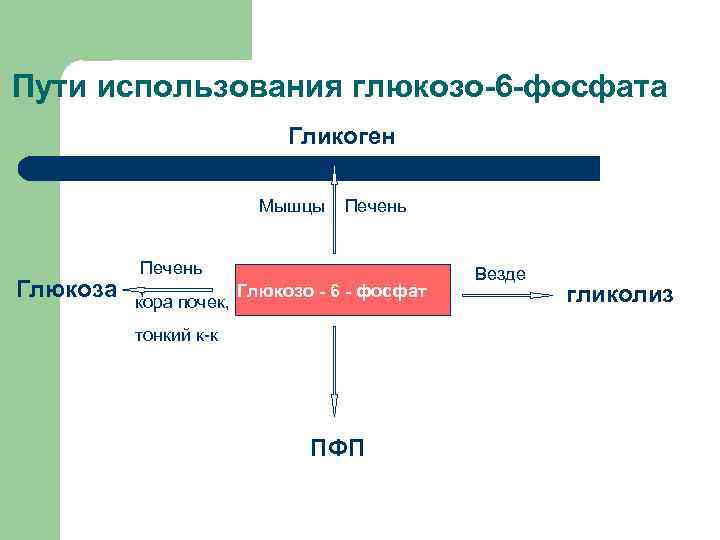 Пути использования глюкозо-6 -фосфата Гликоген Мышцы Глюкоза Печень , Глюкозо - 6 - фосфат