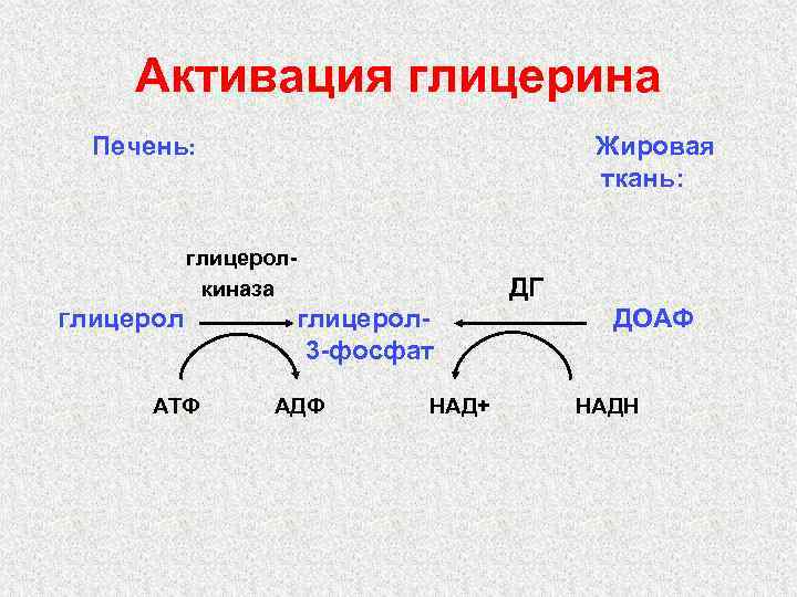 Активация глицерина Печень: Жировая ткань: глицеролкиназа Глицерол АТФ ДГ глицерол 3 -фосфат АДФ НАД+
