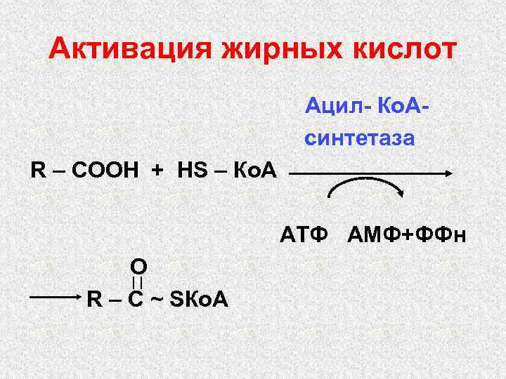 Активация жирных кислот Ацил- Ко. Асинтетаза R – СООН + НS – Ко. А