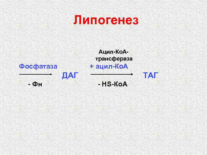 Липогенез Ацил-Ко. Атрансфераза Фосфатаза + ацил-Ко. А ДАГ - Фн ТАГ - НS-Ко. А