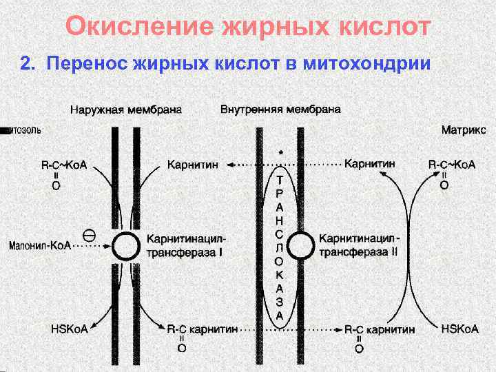 Окисление жирных кислот 2. Перенос жирных кислот в митохондрии 