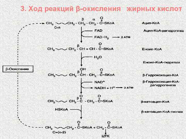 3. Ход реакций β-окисления жирных кислот 
