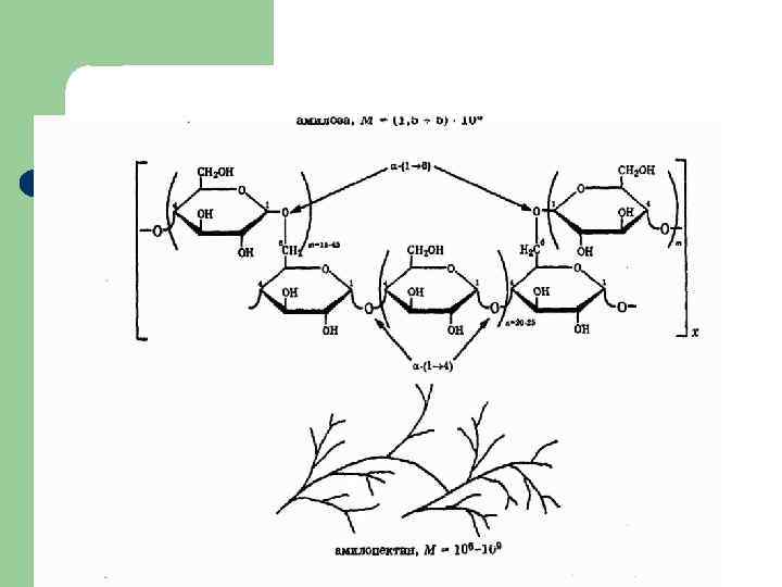 Строение крахмала 