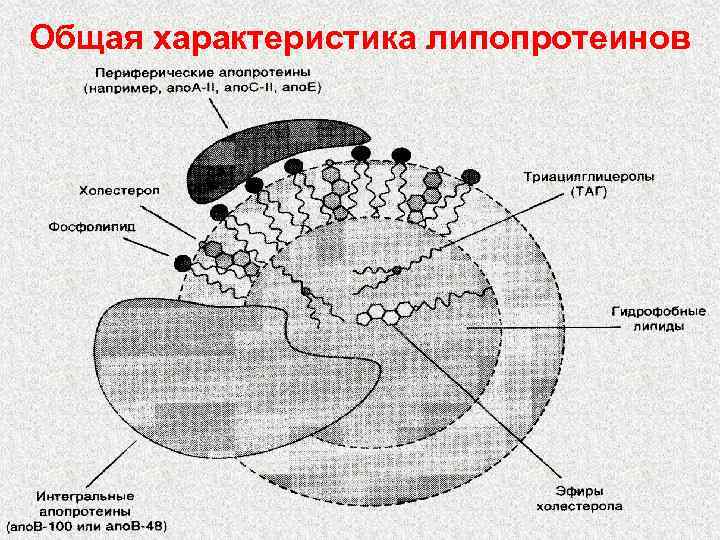 Схема строения липопротеинов