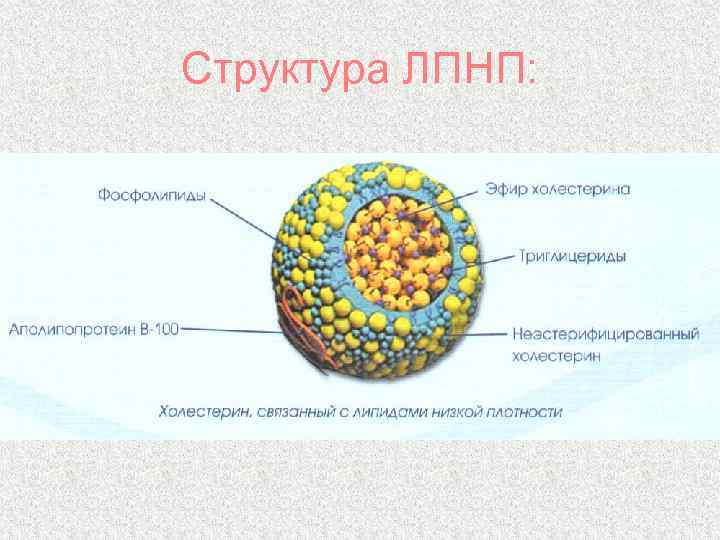 Структура ЛПНП: 